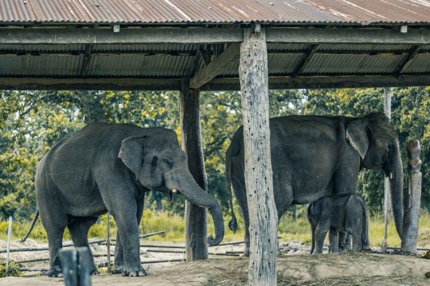 Picture 9 for Activity From Kathmandu: 3-Day Chitwan National Park Tour