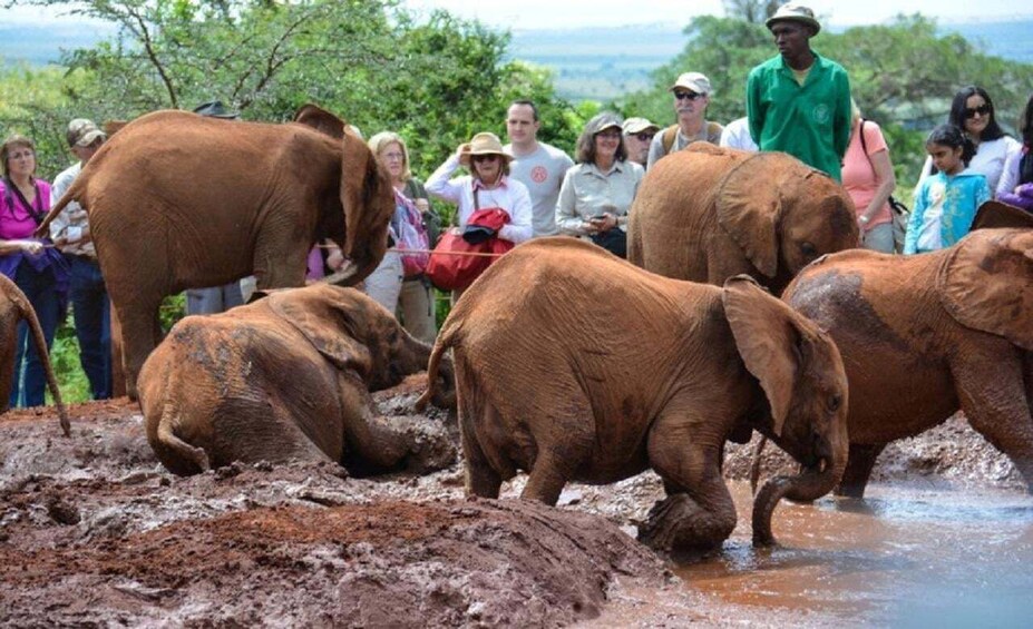 Picture 13 for Activity From Nairobi: Elephant Orphanage and Giraffe Center Tour