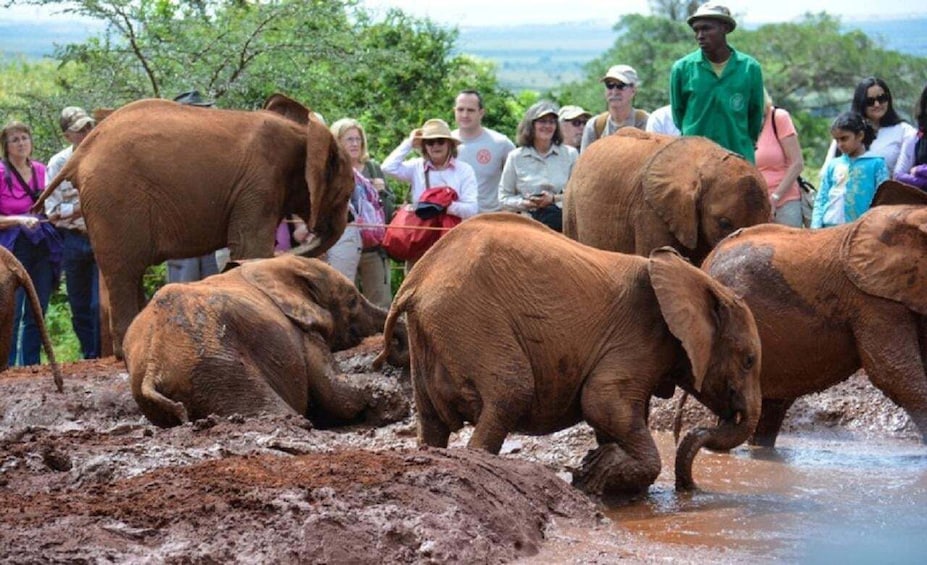 Picture 13 for Activity From Nairobi: Elephant Orphanage and Giraffe Center Tour