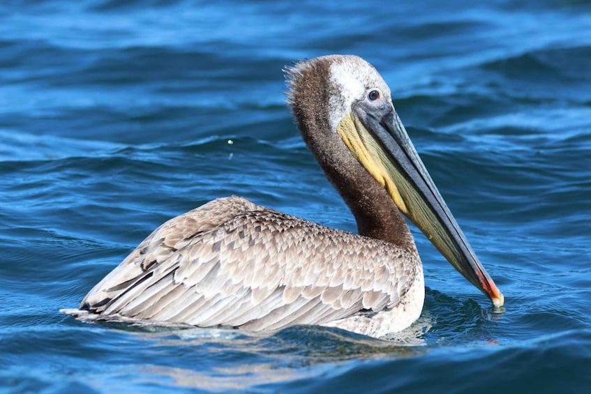 Picture 11 for Activity Newport Beach: Luxury Whale Watching Catamaran Cruise