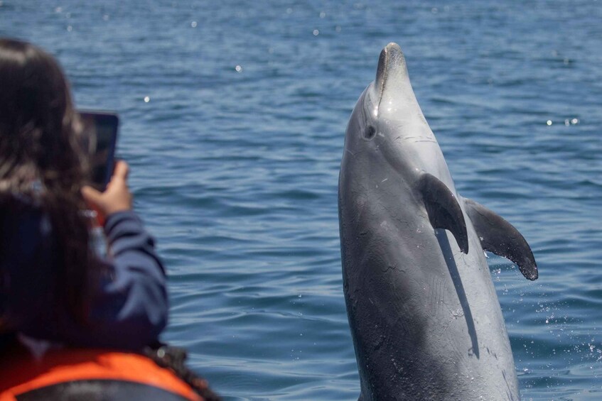 Picture 1 for Activity Newport Beach: Luxury Whale Watching Catamaran Cruise