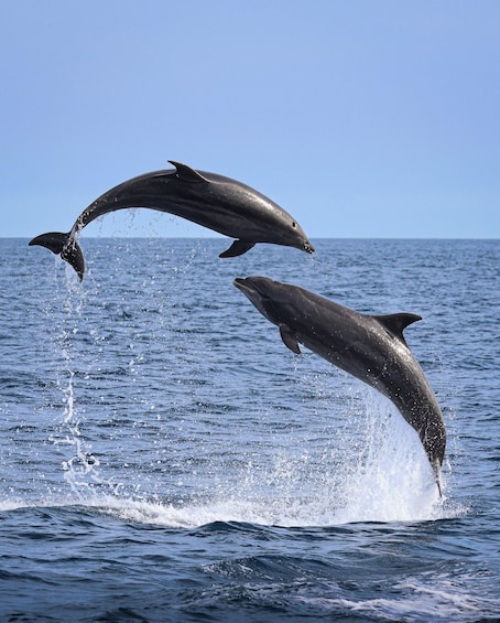 Picture 2 for Activity Newport Beach: Luxury Whale Watching Catamaran Cruise