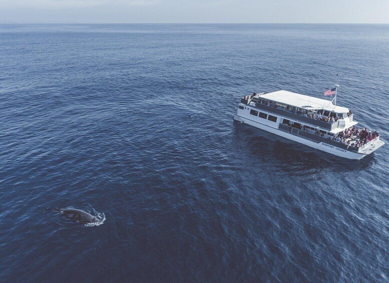 Picture 8 for Activity Newport Beach: Luxury Whale Watching Catamaran Cruise