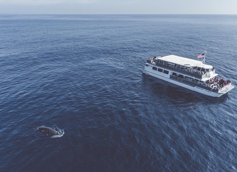 Picture 8 for Activity Newport Beach: Luxury Whale Watching Catamaran Cruise
