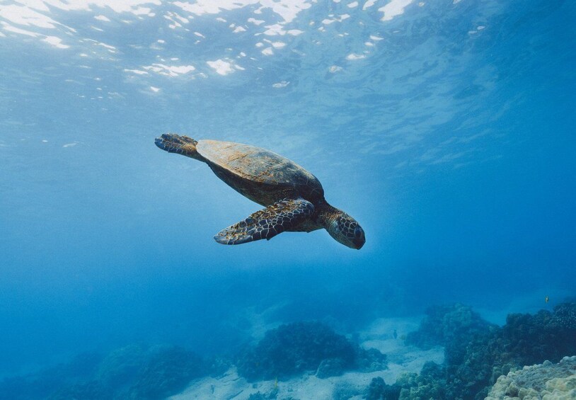 Picture 2 for Activity Snorkeling in Unawatuna
