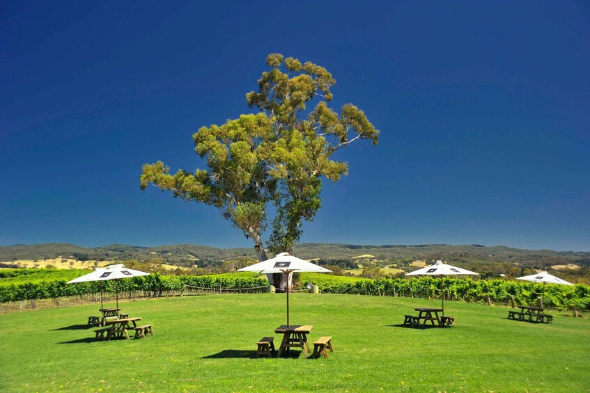 Picture 9 for Activity Adelaide: Adelaide Hills and Hahndorf Guided Tour with Lunch