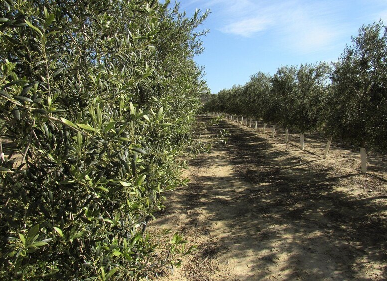 Picture 3 for Activity OleoAlmanzora: Guided tour + Masterclass of EVOO tasting Eng