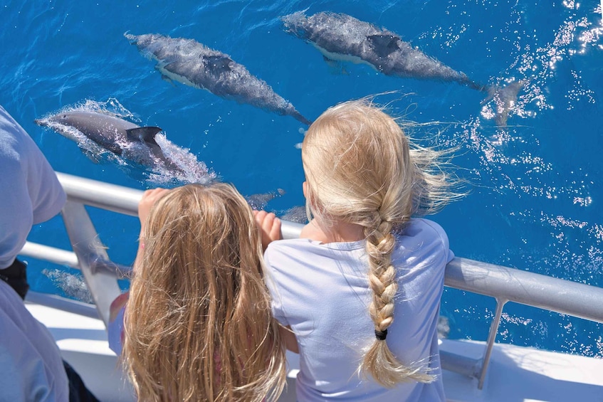 Picture 1 for Activity Auckland: Tikapa Moana Whale and Dolphin Wildlife Cruise