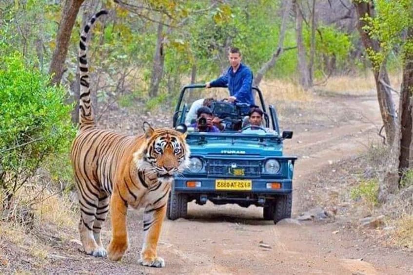 Picture 3 for Activity Delhi: 3-Day Trip to Ranthambore National Park with Safari