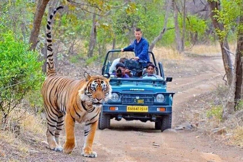 Picture 3 for Activity Delhi: 3-Day Trip to Ranthambore National Park with Safari
