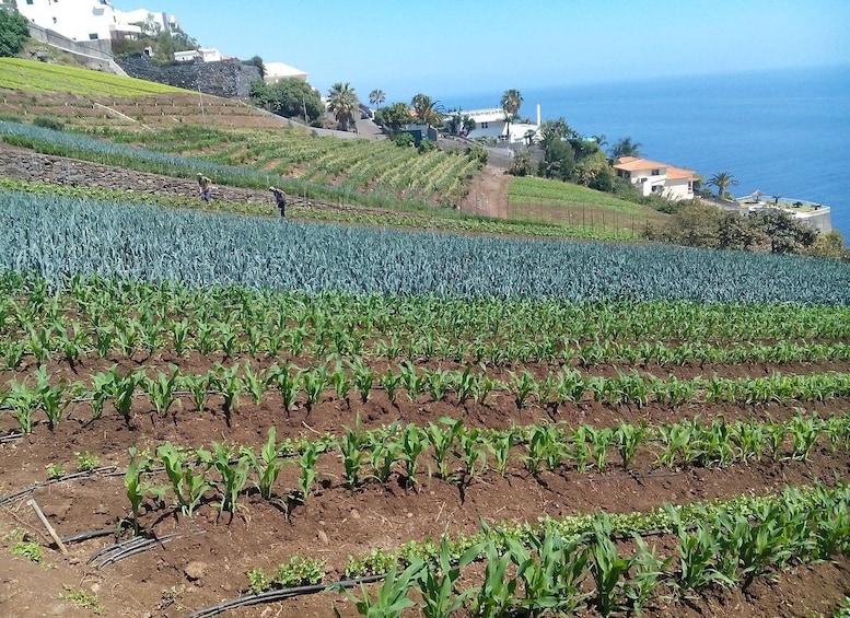Picture 1 for Activity Funchal Agriculture Green Tour