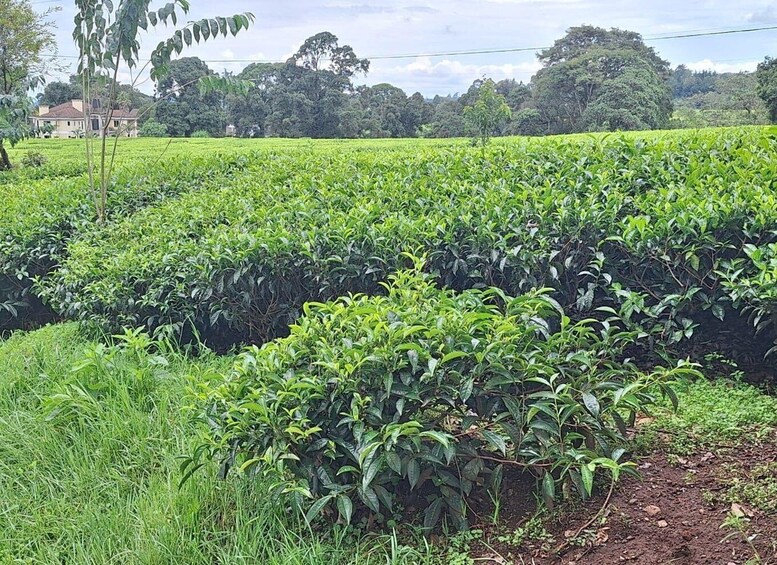 Picture 8 for Activity Nairobi: Tea Farm Day Trip with Lunch at kiambethu