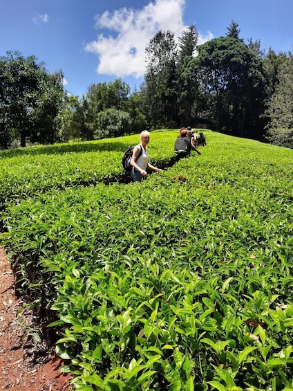 Nairobi: Tea Farm Day Trip with Lunch at kiambethu
