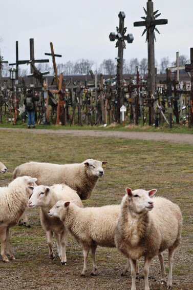 Picture 22 for Activity From Riga: Hill of Crosses and Jelgava Gems Tour