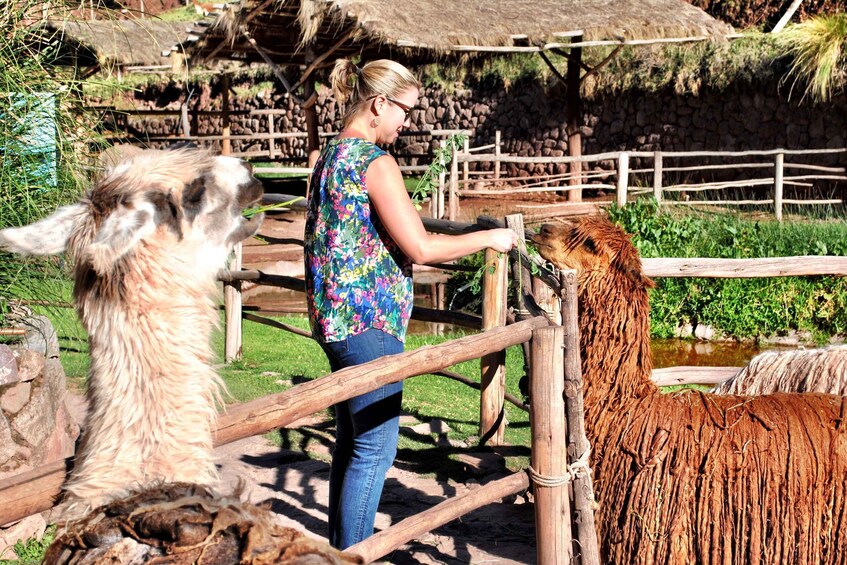 Picture 1 for Activity From Cusco: Private Pisac Ruins and Alpaca Farm Day Trip