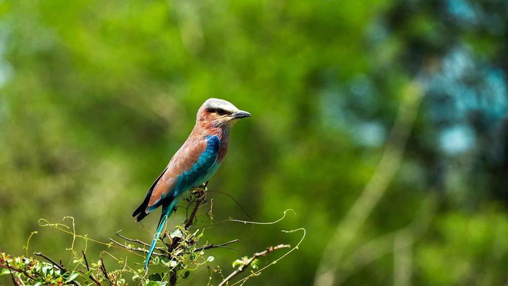 Picture 61 for Activity From Zanzibar: Selous Day Safari With Flights Included