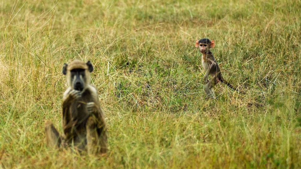 Picture 36 for Activity From Zanzibar: Selous Day Safari With Flights Included