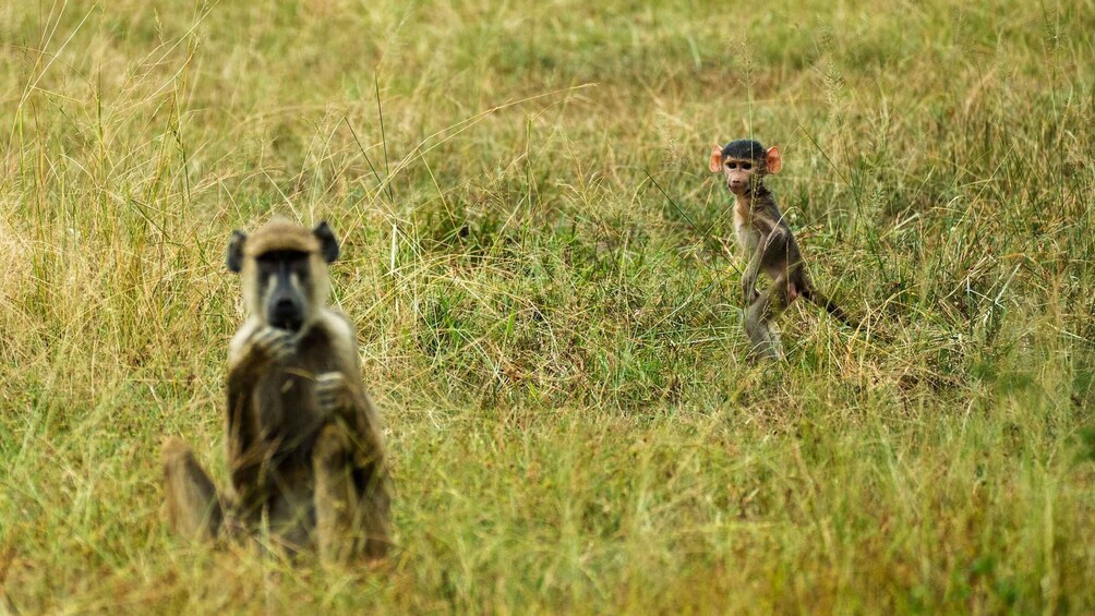 Picture 36 for Activity From Zanzibar: Selous Day Safari With Flights Included