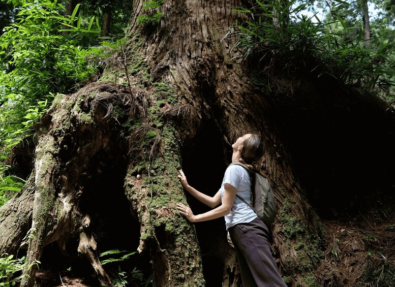 Picture 9 for Activity Fm Odawara: Forest bathing and onsen with healing power