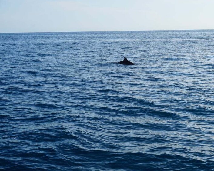 Picture 9 for Activity Poreč: Dolphin Spotting Cruise with Included Drinks