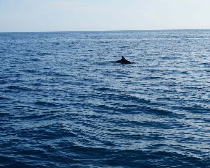 Picture 9 for Activity Poreč: Dolphin Spotting Cruise with Included Drinks