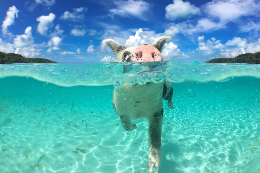 Picture 10 for Activity From Nassau: Swim with Pigs Safari