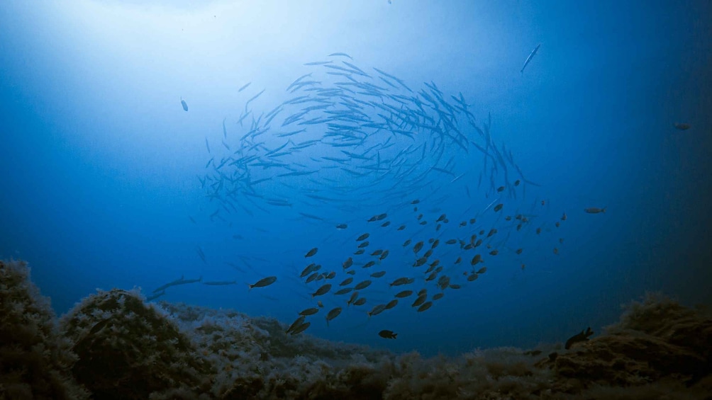 Picture 2 for Activity Fuerteventura: Introductory Dive in La Lajita with Pickup