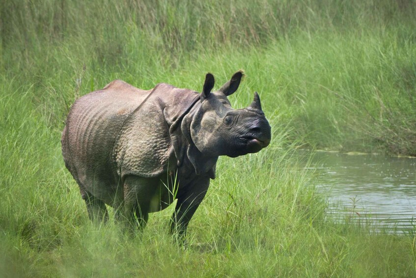 Picture 6 for Activity luxury Chitwan Jungle safari 4 days tour