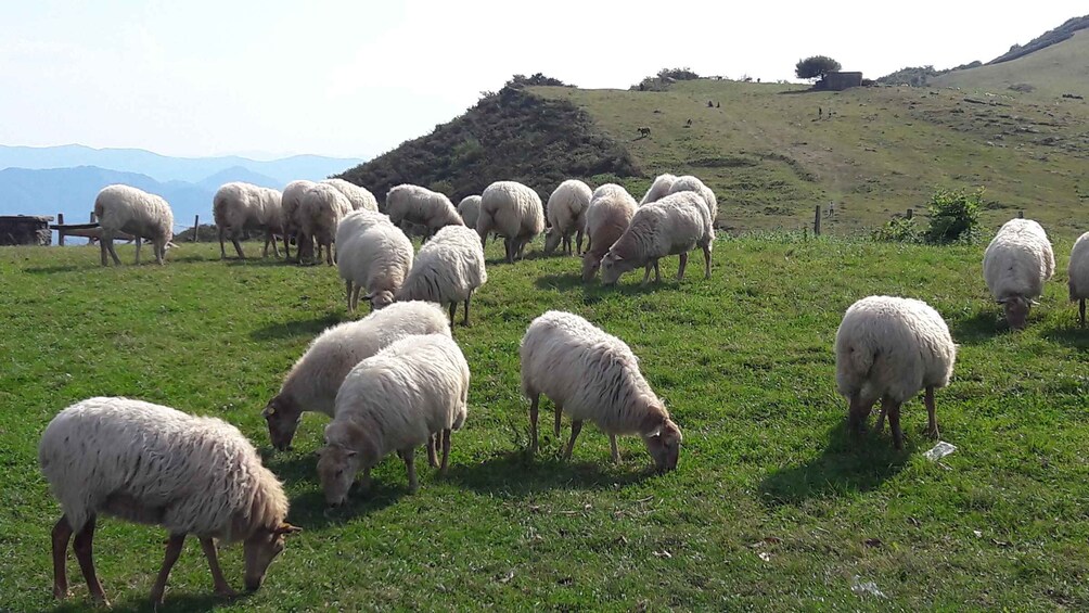 Picture 1 for Activity From San Sebastian: French-Basque Countryside Private Tour