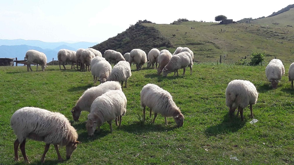 Picture 1 for Activity From San Sebastian: French-Basque Countryside Private Tour