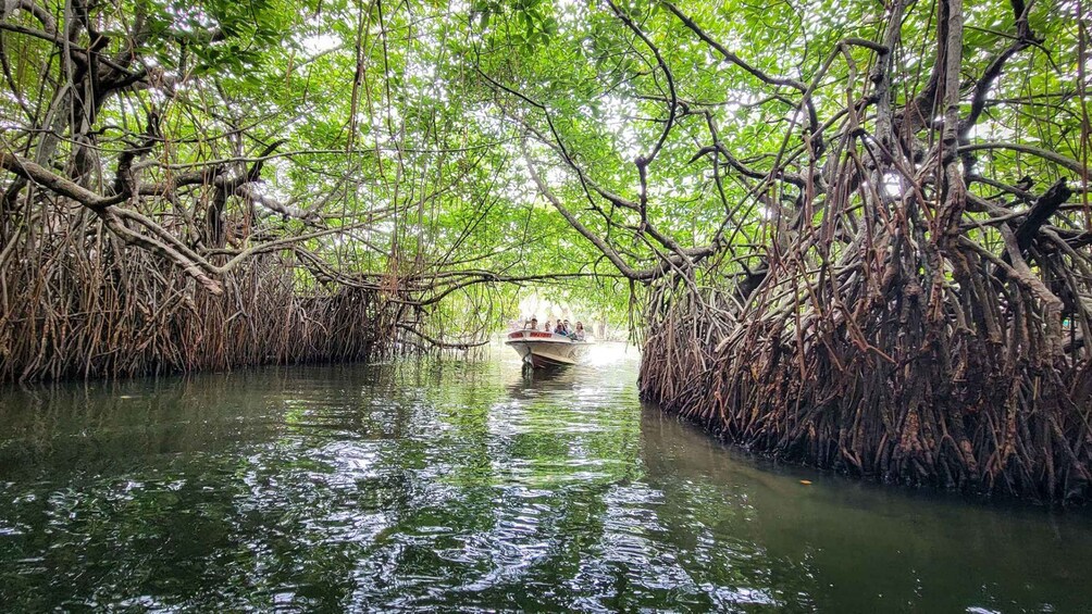 Picture 15 for Activity From Colombo: Exclusive Madu River Safari & Turtle Hatchery