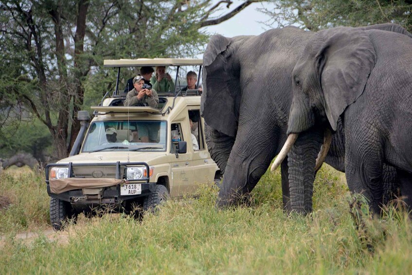 Picture 1 for Activity 3-Day Masai Mara & Lake Naivasha Safari on 4x4 Jeep