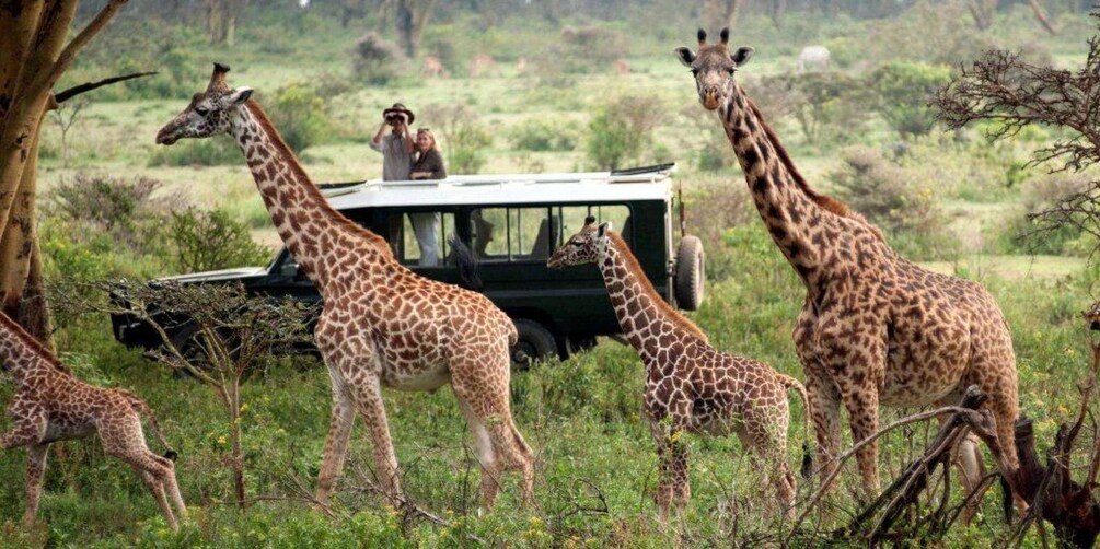 Picture 5 for Activity 3-Day Masai Mara & Lake Naivasha Safari on 4x4 Jeep