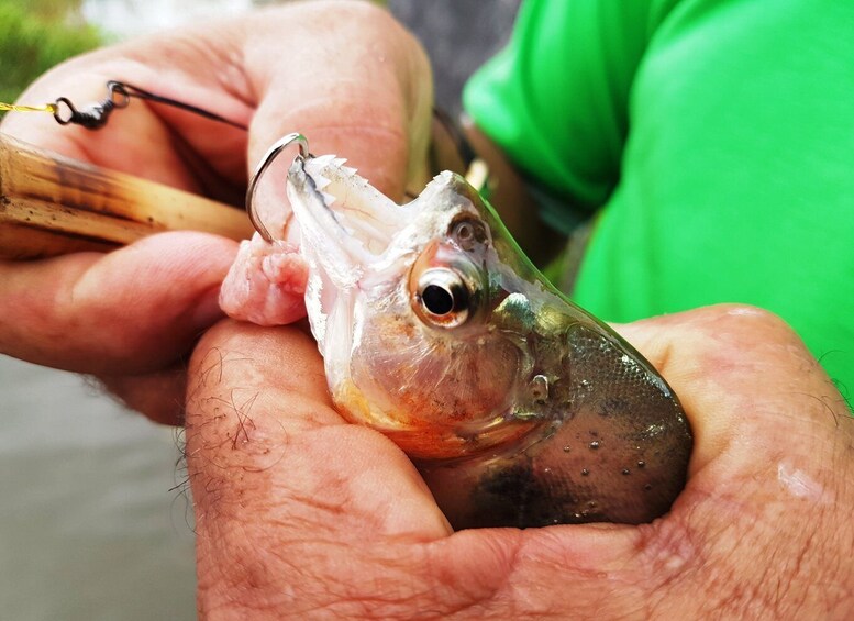 Picture 2 for Activity Manaus: Piranha Fishing and Alligator Watch Evening Tour
