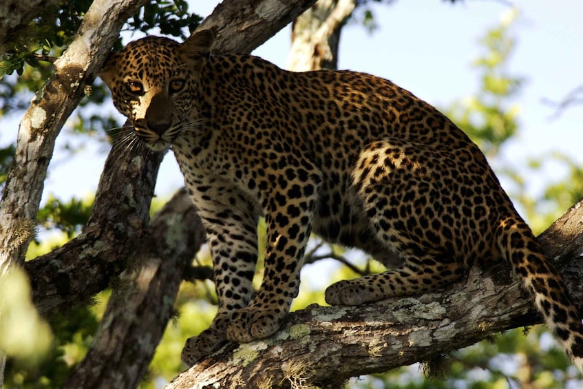 Picture 15 for Activity From Negombo: Wilpattu National Park Safari Guided Day Tour