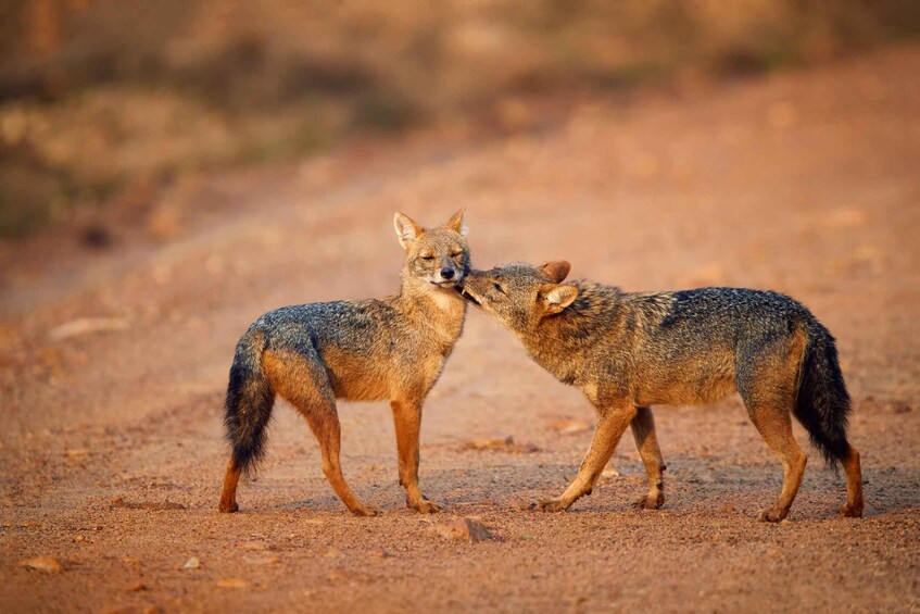 Picture 12 for Activity From Negombo: Wilpattu National Park Safari Guided Day Tour