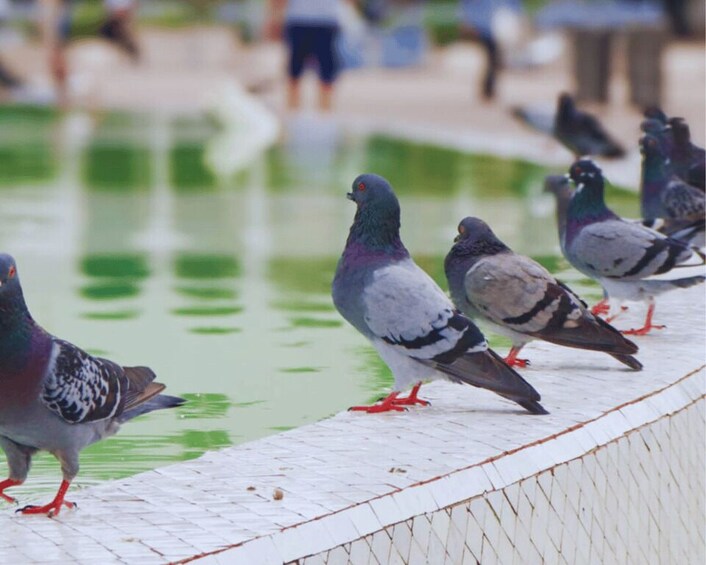Picture 3 for Activity From Marrakech: Casablanca Day Tour