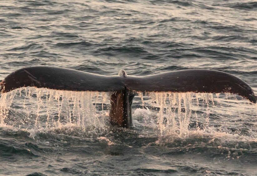 Picture 3 for Activity Monterey: Whale Watching Tour with A Marine Guide