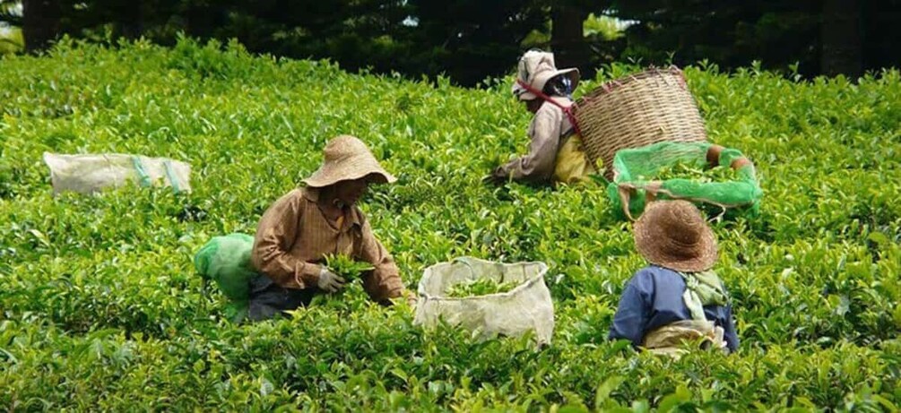 Picture 1 for Activity Mauritius: Tea and Sugar Plantation Guided Tour with Lunch