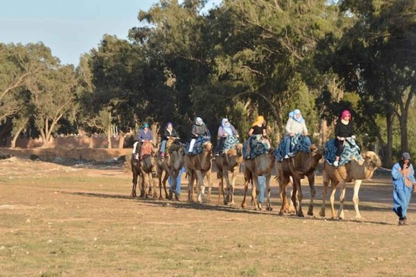Picture 4 for Activity Agadir: Camel Riding Trip Trek with Mint Tea