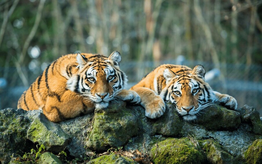 From Delhi: 5-Day Golden Triangle & Ranthambore Tiger Safari
