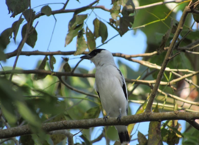 Picture 6 for Activity Cartagena: Private Bird-Watching Tour with Breakfast