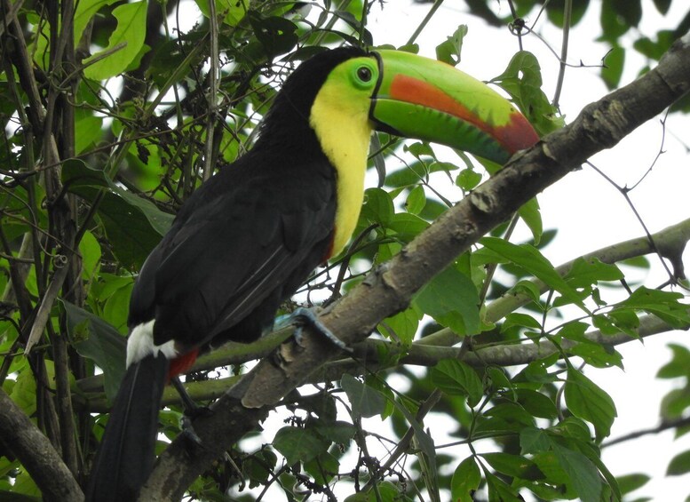 Picture 7 for Activity Cartagena: Private Bird-Watching Tour with Breakfast
