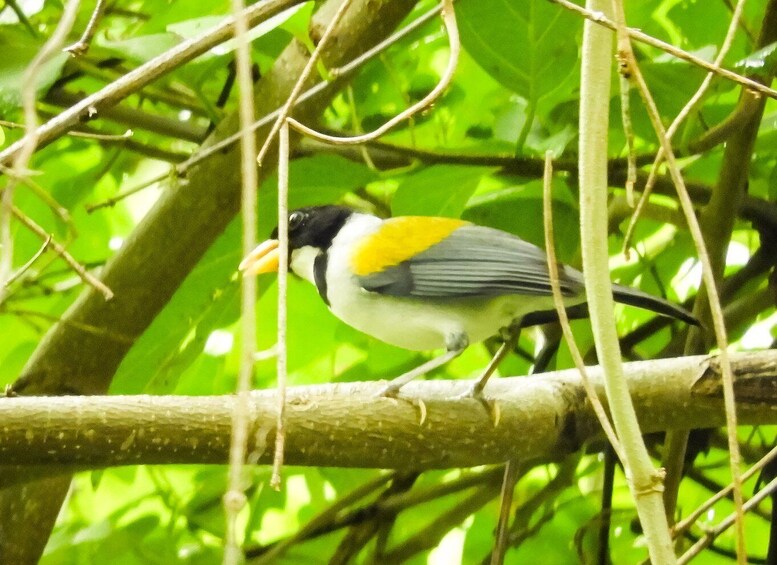 Picture 5 for Activity Cartagena: Private Bird-Watching Tour with Breakfast