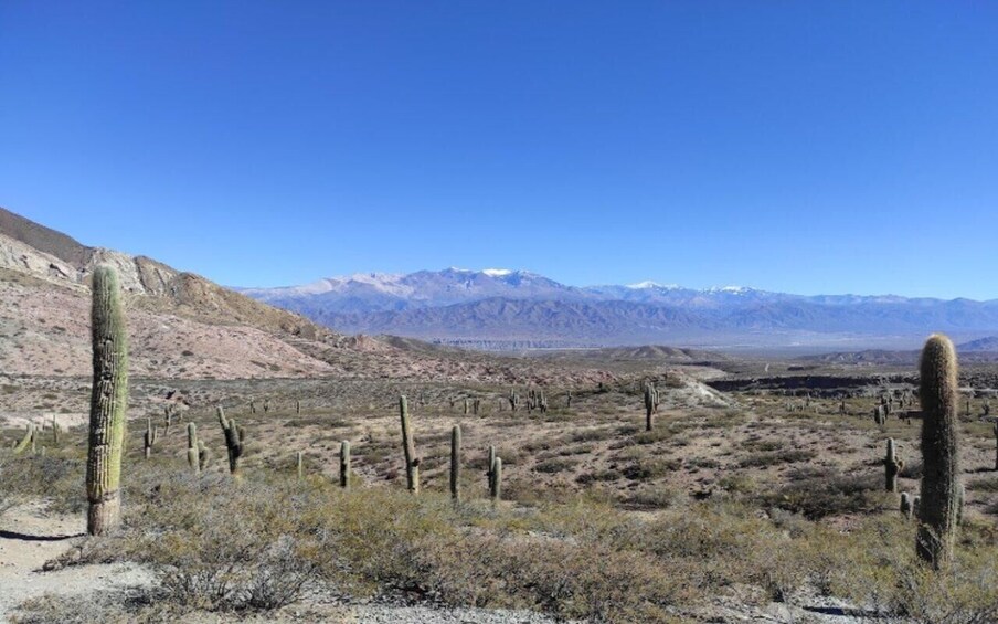 Picture 47 for Activity From Salta: Full-day excursions through Cafayate and Cachi