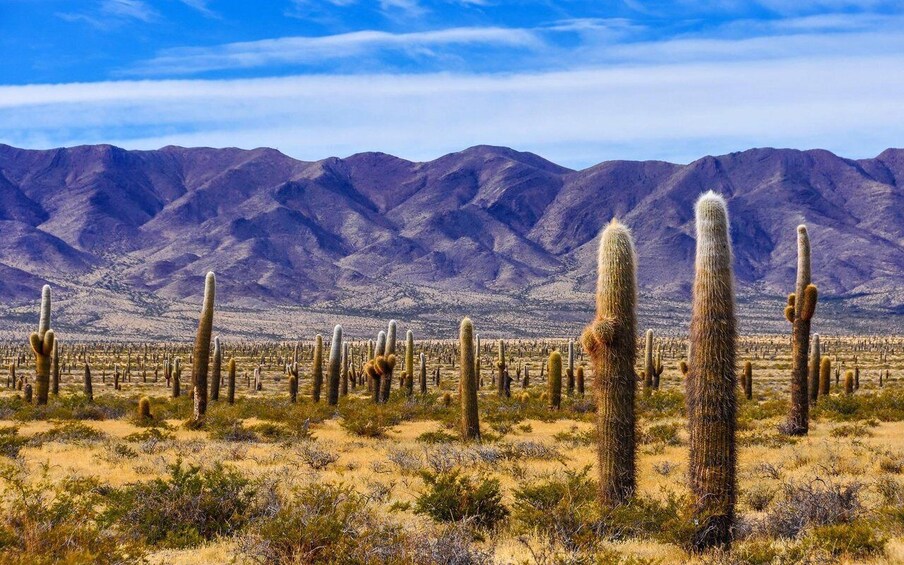 Picture 1 for Activity From Salta: Full-day excursions through Cafayate and Cachi