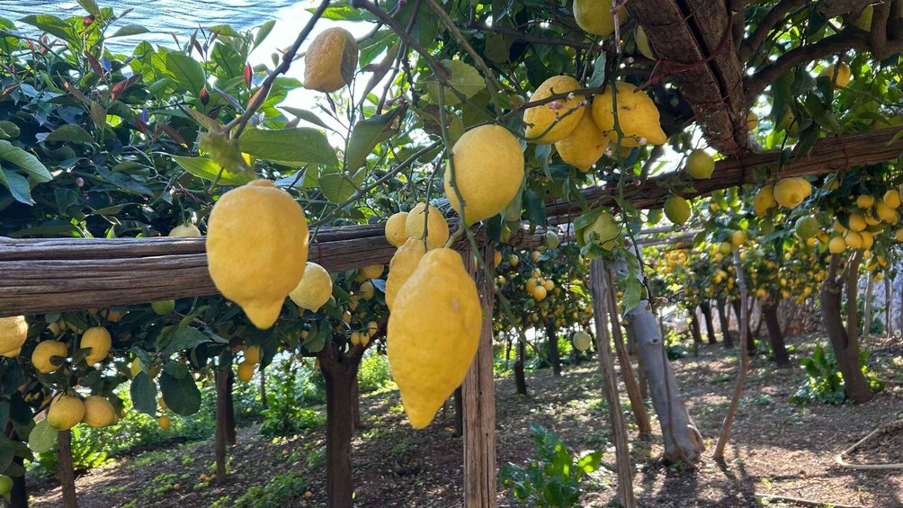 Picture 36 for Activity Maiori: Amalfi Coast Path of Lemons Day Trip with Tastings