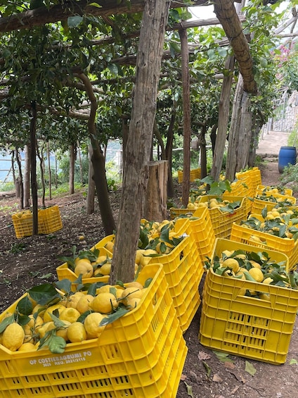 Picture 38 for Activity Maiori: Amalfi Coast Path of Lemons Day Trip with Tastings