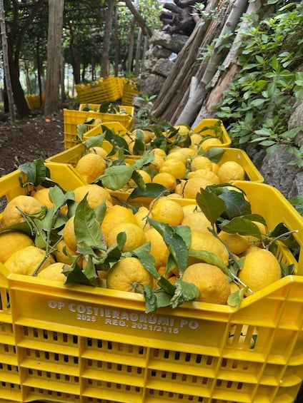 Maiori: Amalfi Coast Path of Lemons Day Trip with Tastings