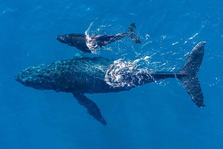 Picture 3 for Activity Gold Coast: Whale Watching